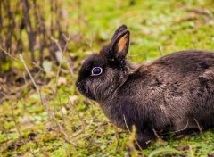  Animals Lapin