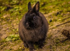  Animals Lapin