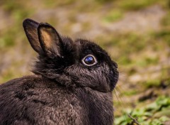  Animals Lapin