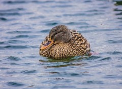  Animals Canards