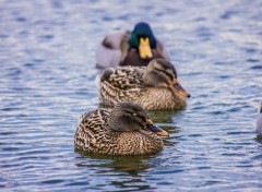  Animals Canards