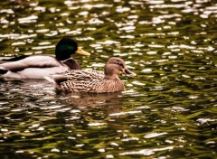  Animals Canards