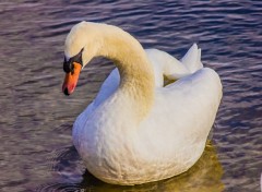  Animals Cygne