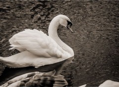  Animals Cygne