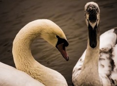  Animaux Cygne