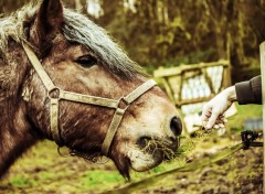  Animaux Image sans titre N394647