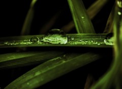  Nature Herbes