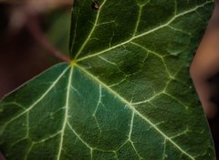  Nature Feuille