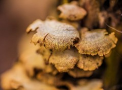  Nature Champignons