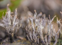  Nature Champignons