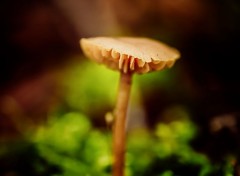  Nature Champignons