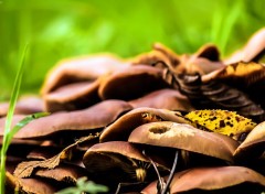  Nature Champignons