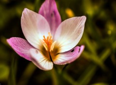  Nature Macro de fleur