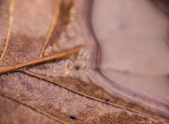  Nature Feuille