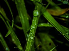  Nature Herbes