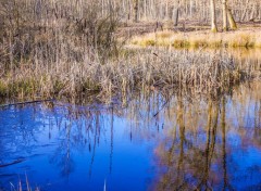  Nature Etang