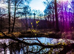  Nature Forêt