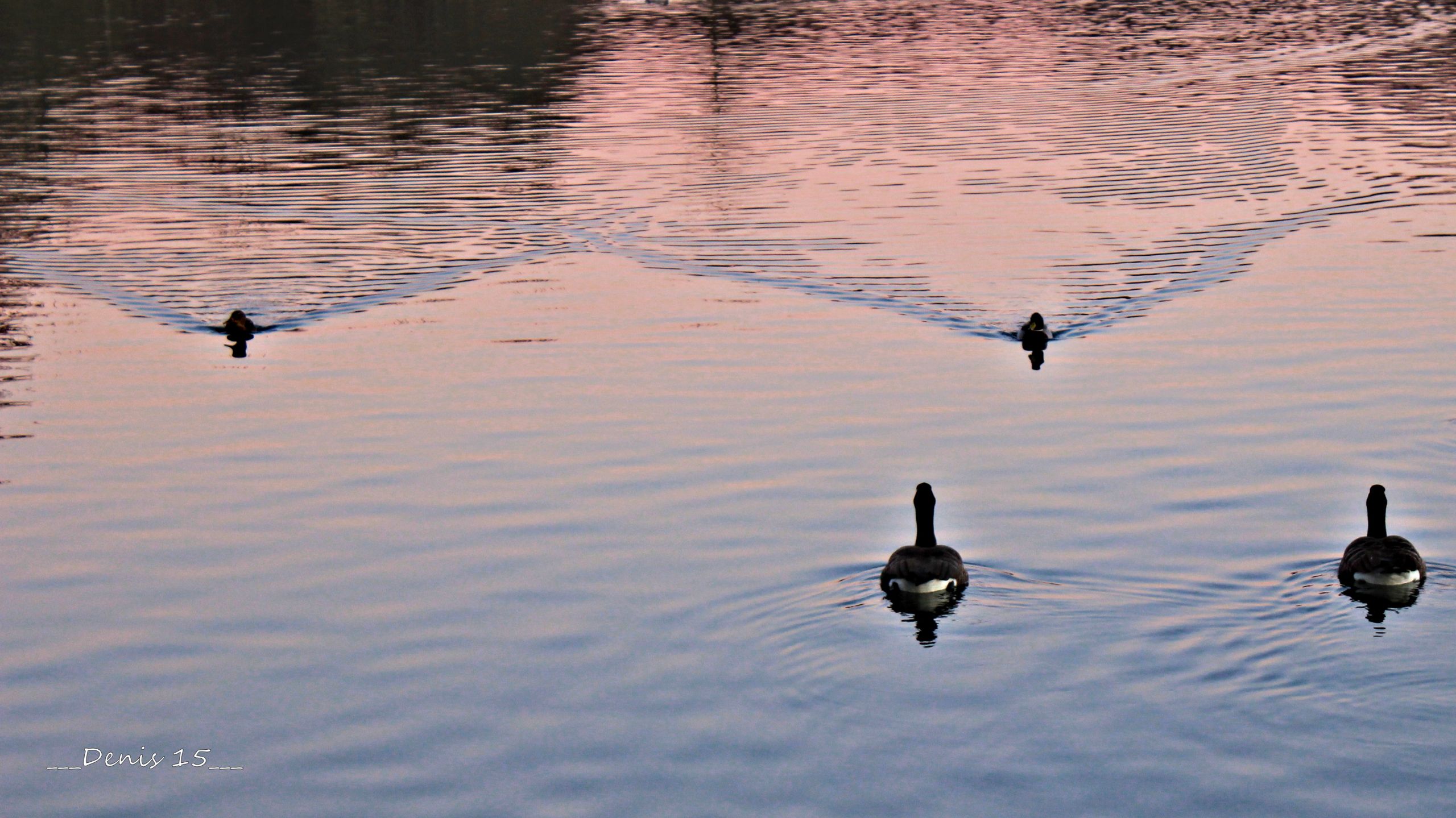 Wallpapers Animals Birds - Ducks 