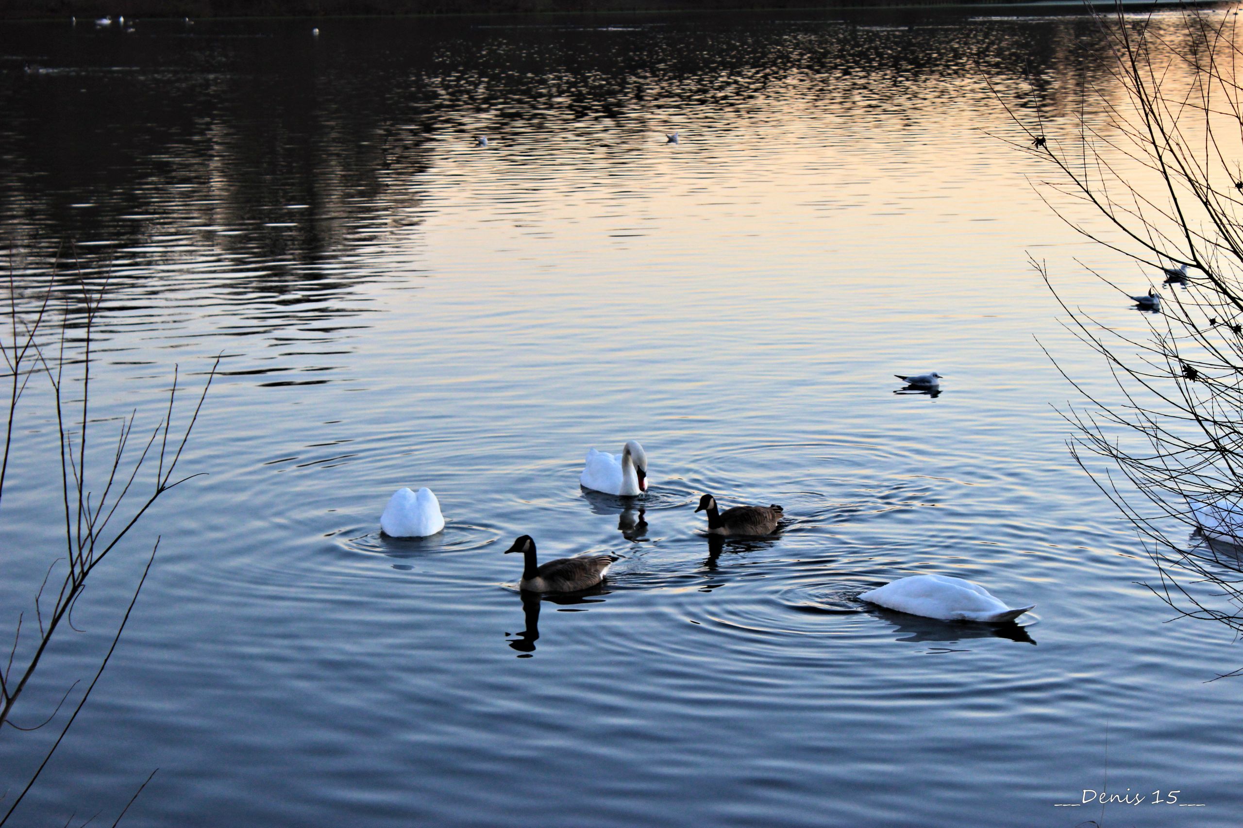 Fonds d'cran Animaux Oiseaux - Canards 