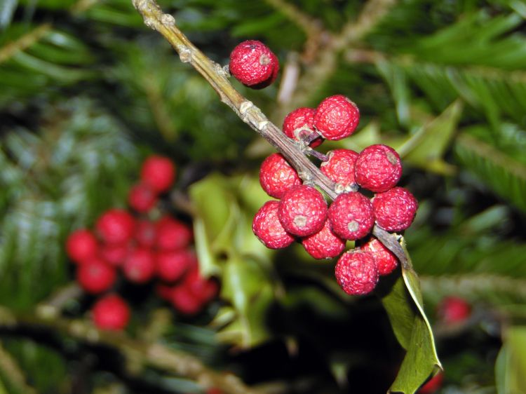 Wallpapers Nature Fruits Houx