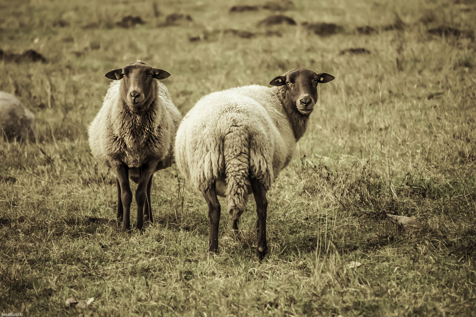 Fonds d'cran Animaux Moutons - Mouflons 