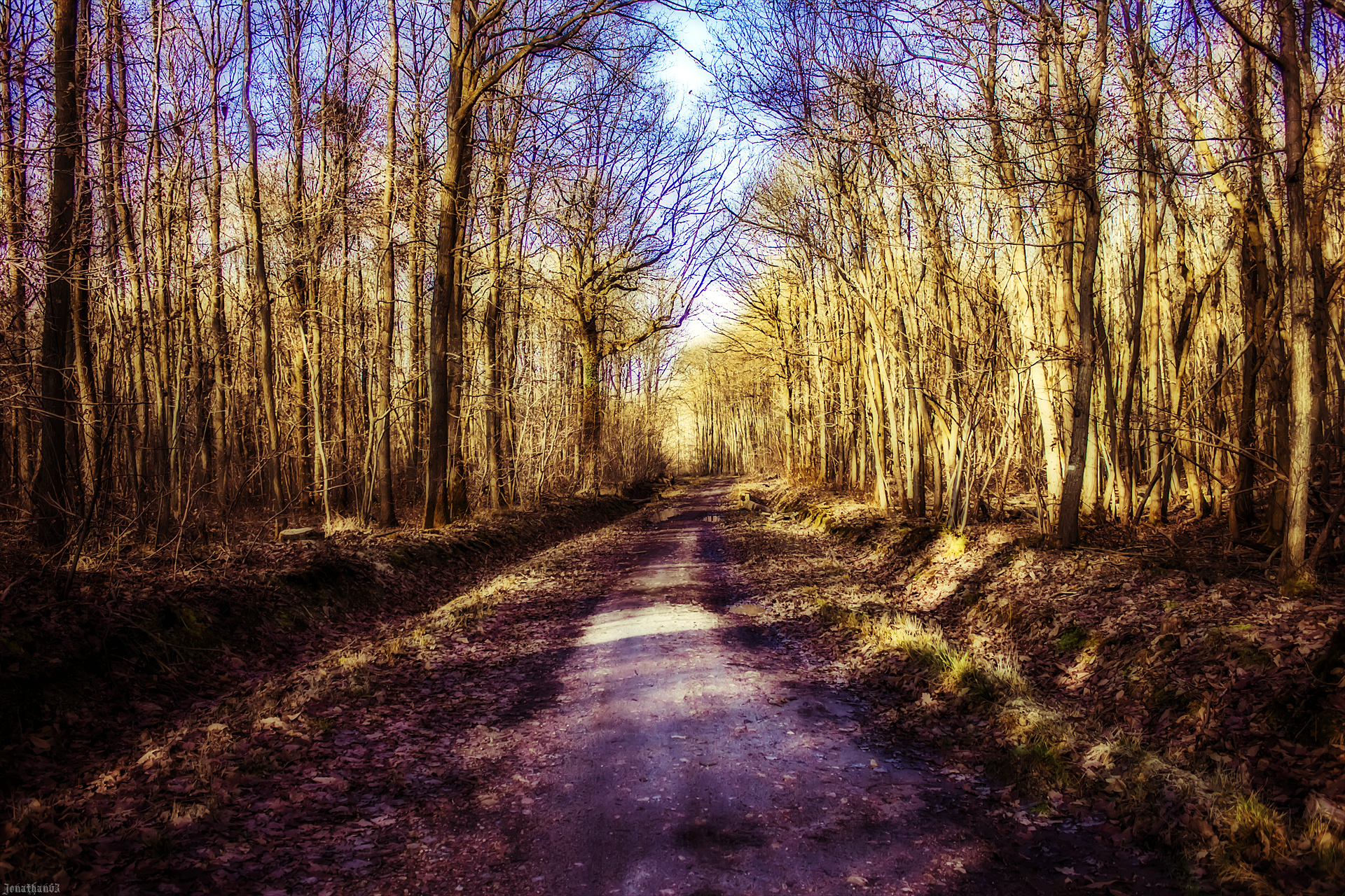 Fonds d'cran Nature Arbres - Forts Forêt