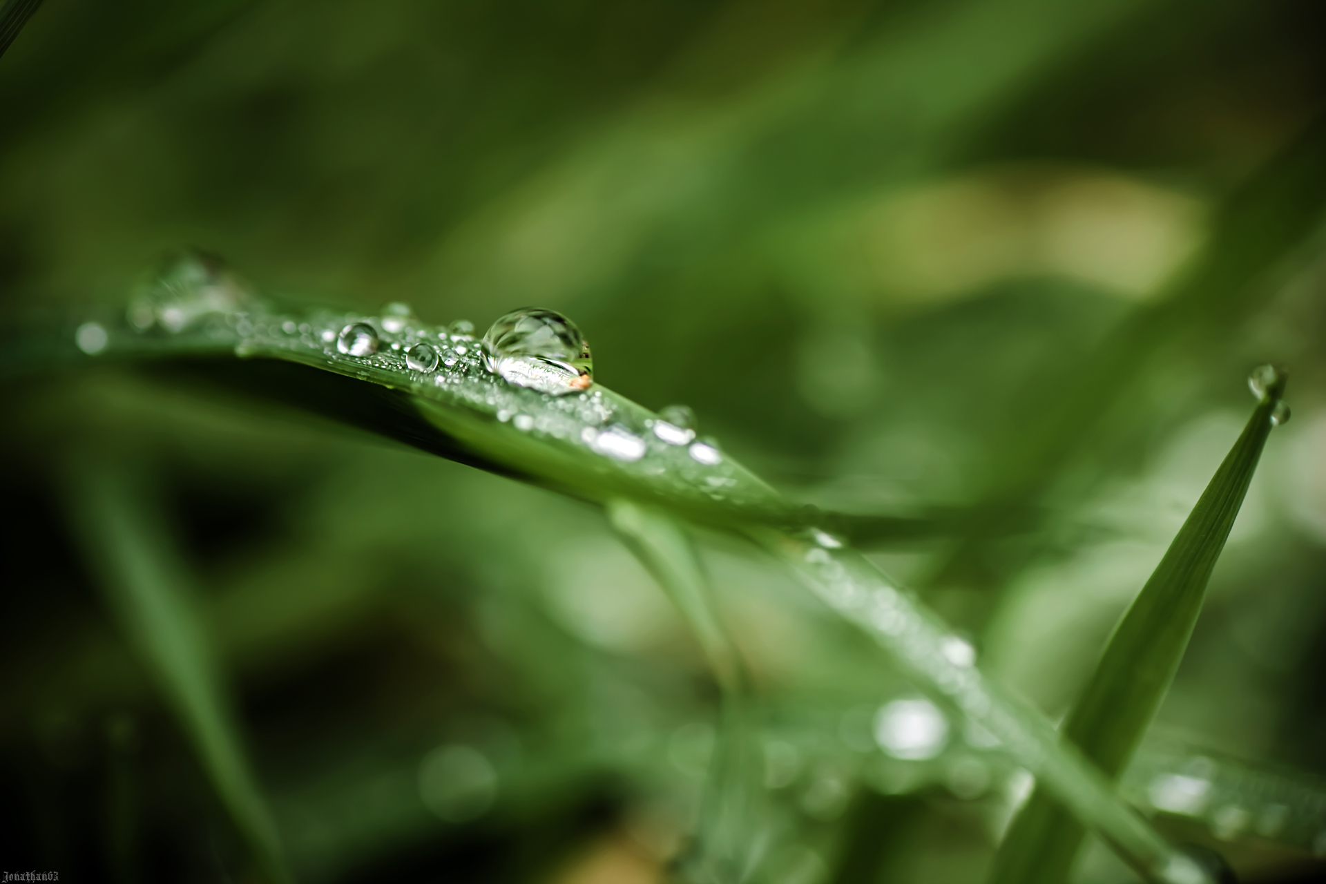 Fonds d'cran Nature Herbes 