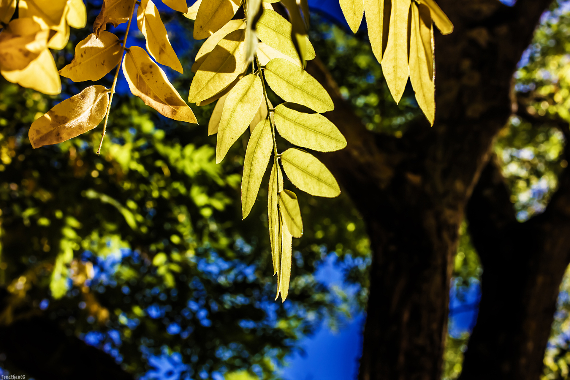 Fonds d'cran Nature Feuilles - Feuillages 