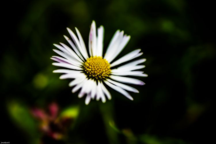 Fonds d'cran Nature Fleurs Marguerite