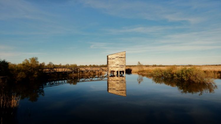 Fonds d'cran Nature Marais A la surface