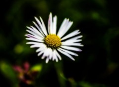  Nature Marguerite