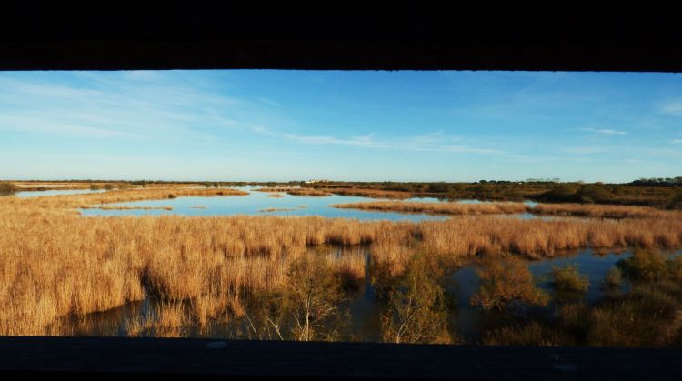 Fonds d'cran Nature Marais camouflage