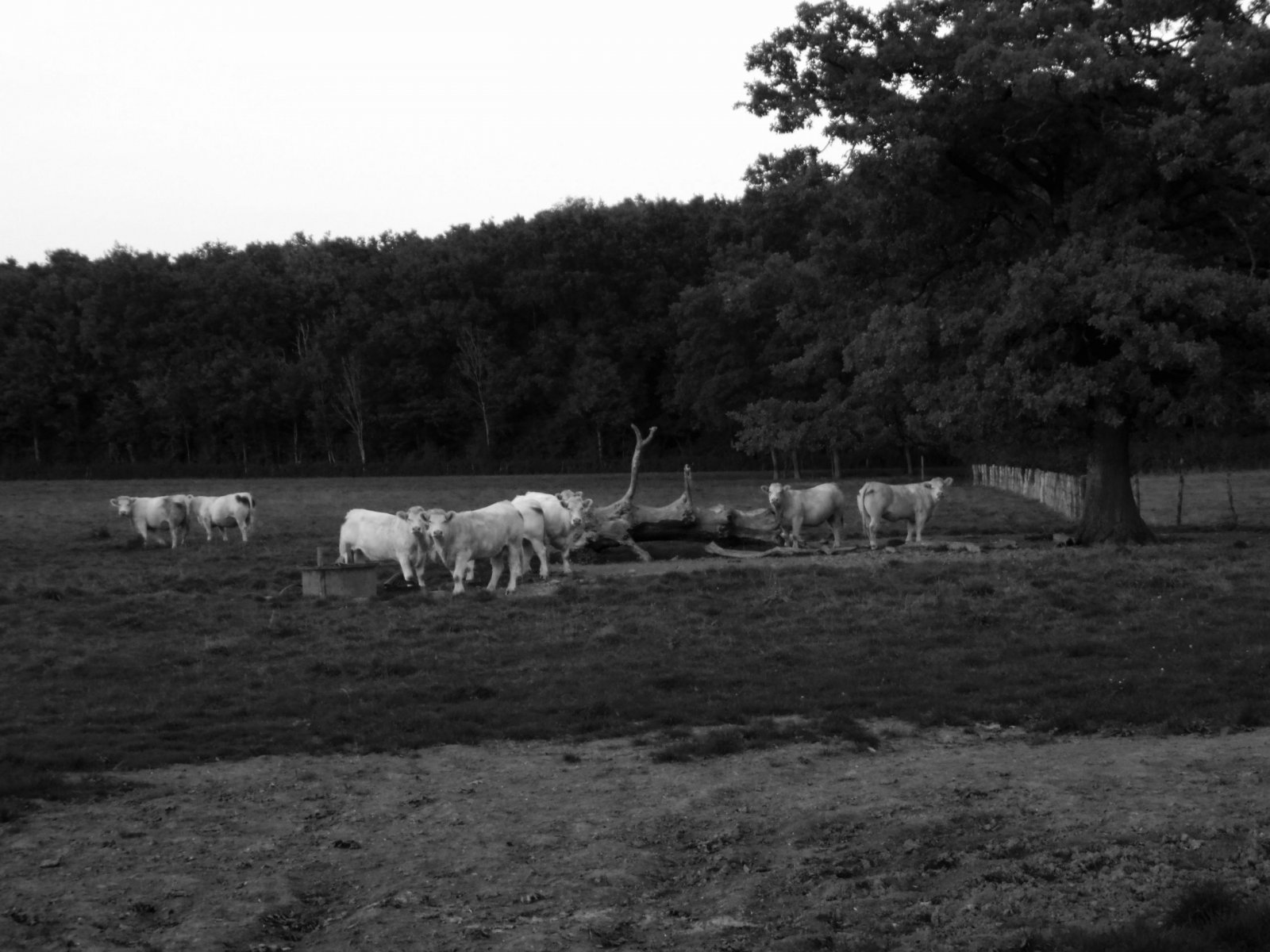 Fonds d'cran Animaux Vaches - Taureaux - Boeufs Vaches dans le pré - Brianny