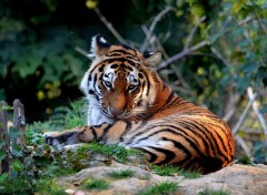  Animaux Jeune tigre de Sibérie