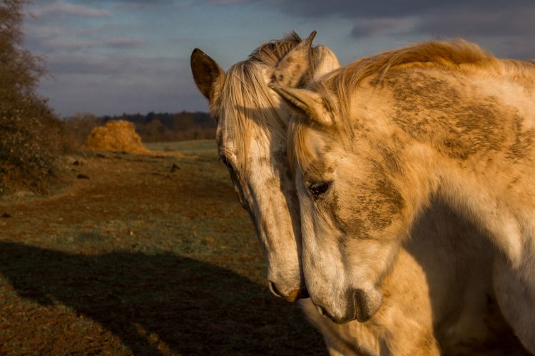 Fonds d'cran Animaux Chevaux Wallpaper N395542