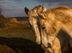  Animaux Image sans titre N395542