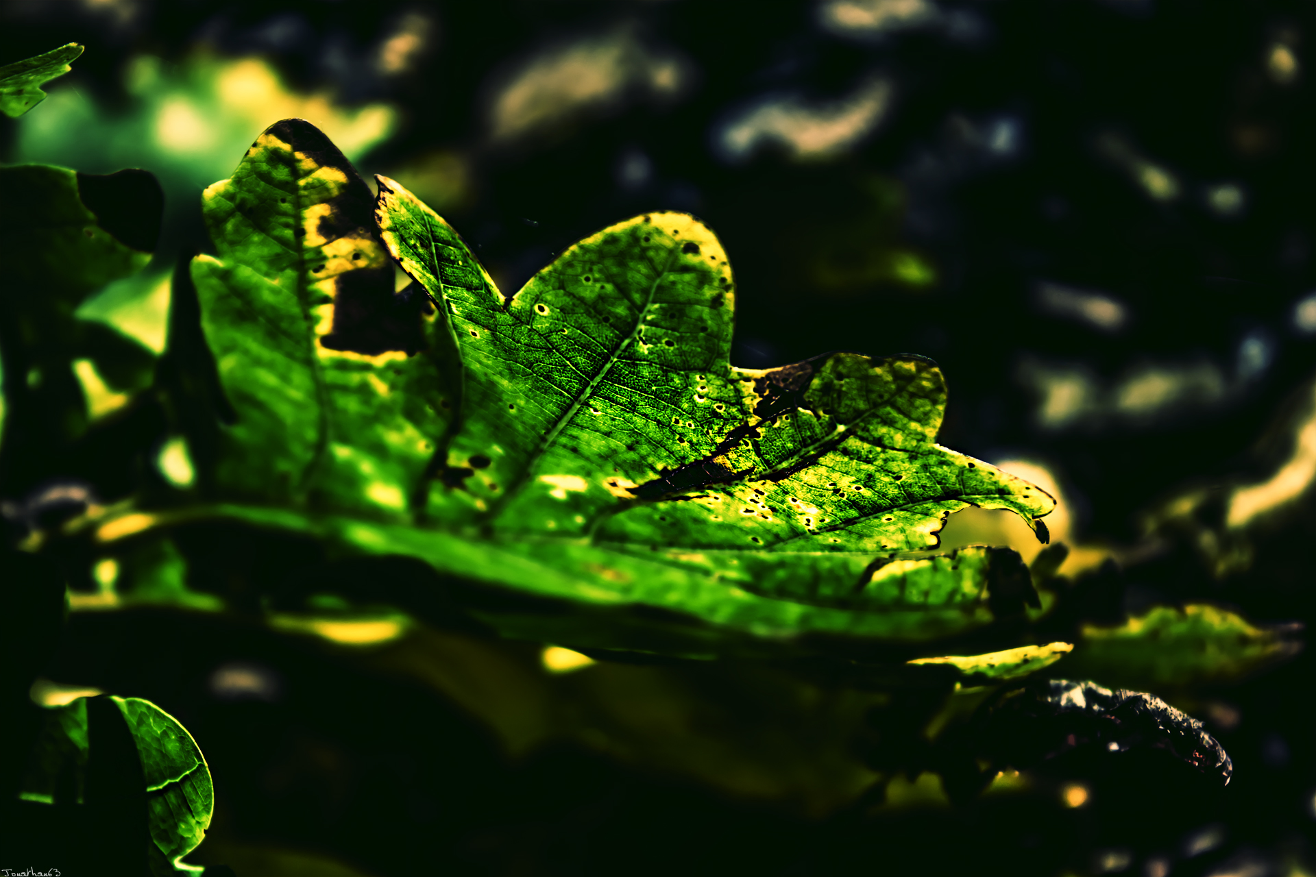 Wallpapers Nature Leaves - Foliage 