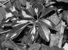  Nature Feuille de Schefflera