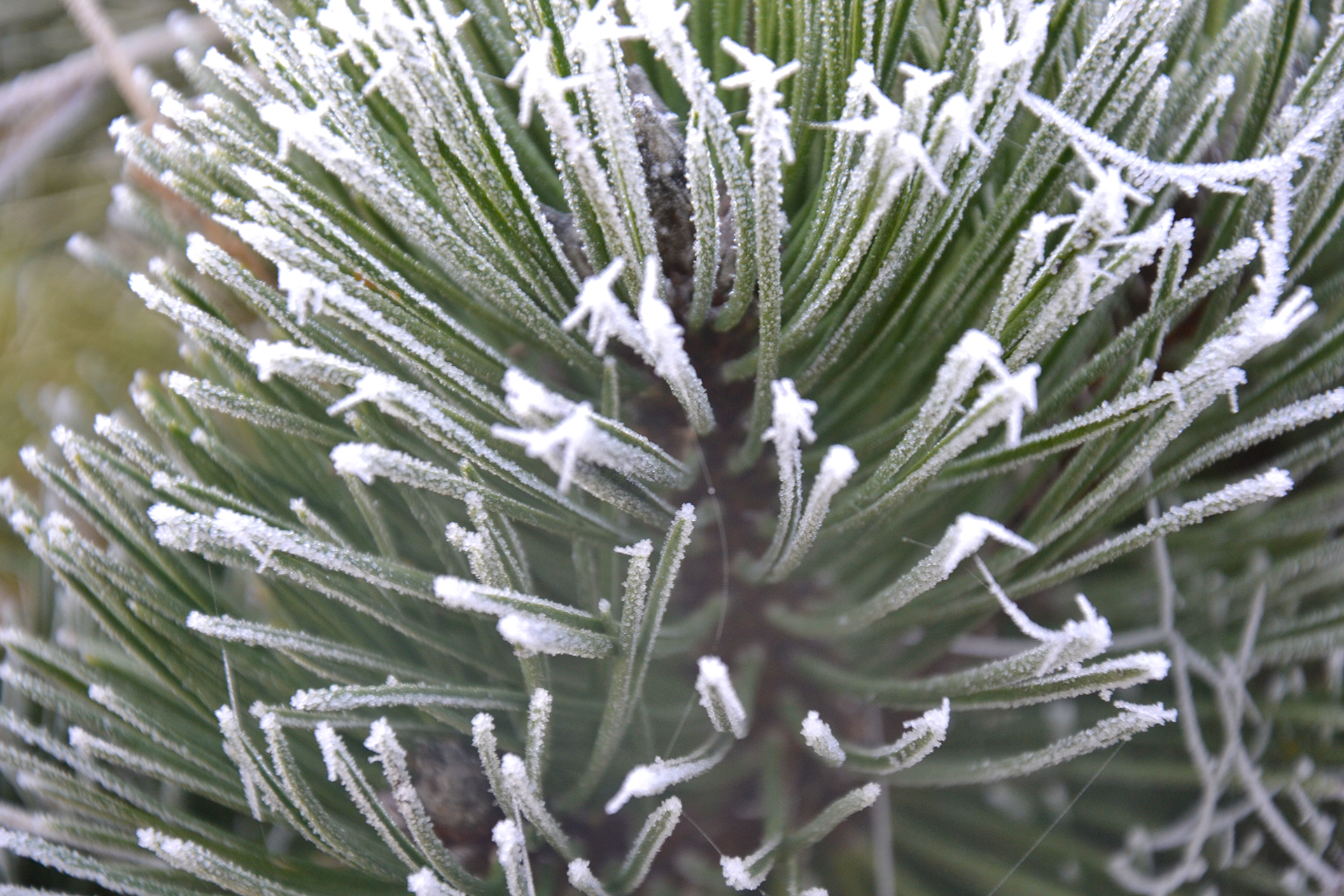 Fonds d'cran Nature Saisons - Hiver 