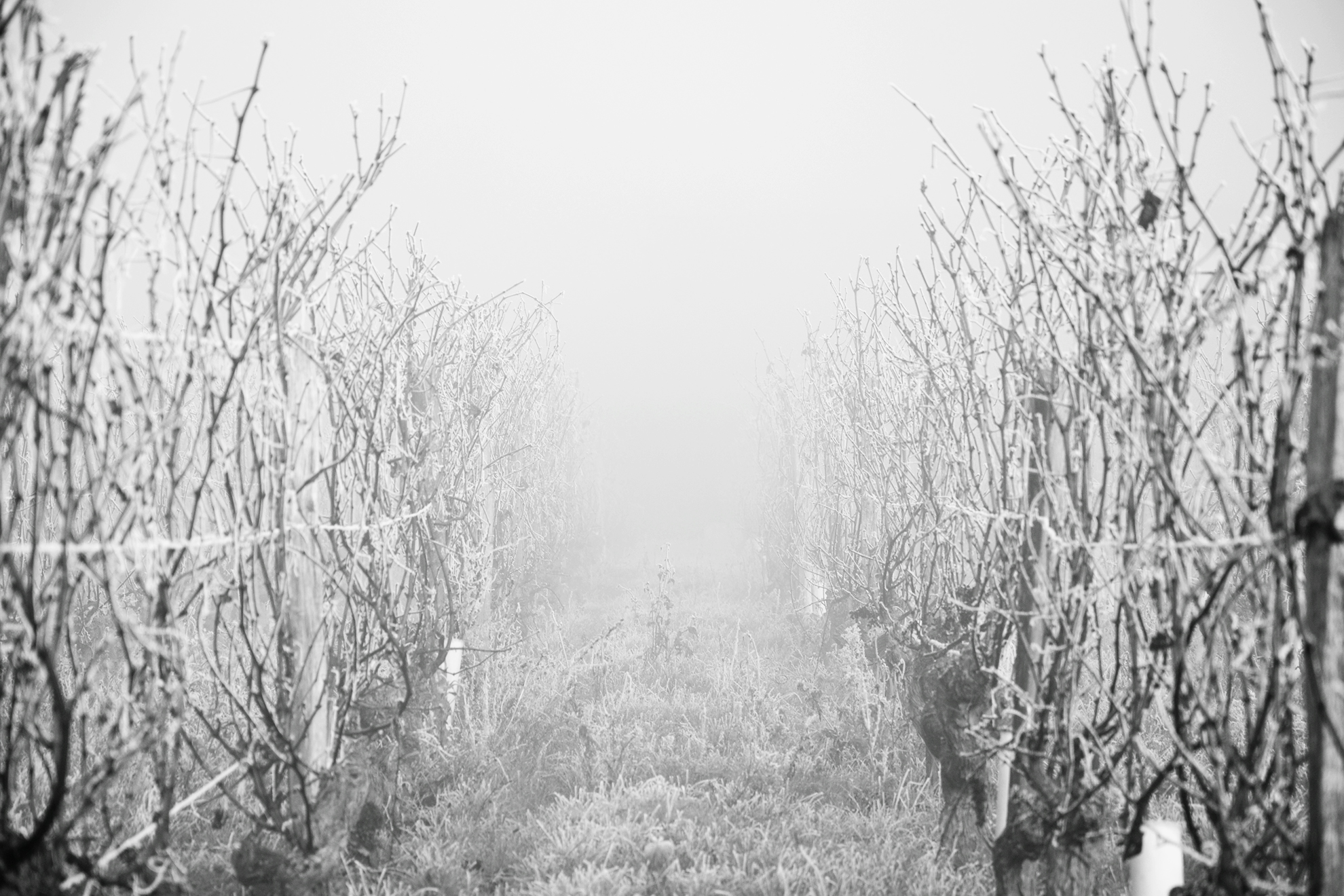 Fonds d'cran Nature Saisons - Hiver 