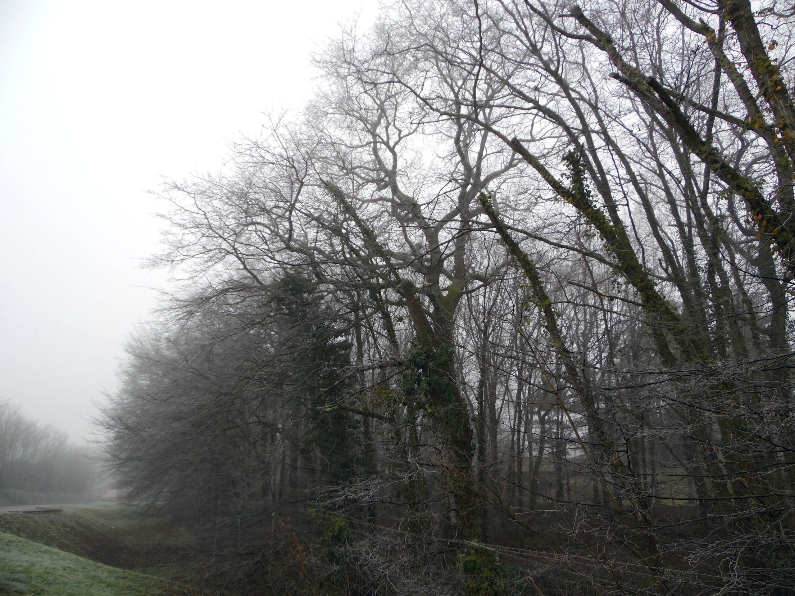 Fonds d'cran Nature Arbres - Forts Arbres gels dans la grisaille