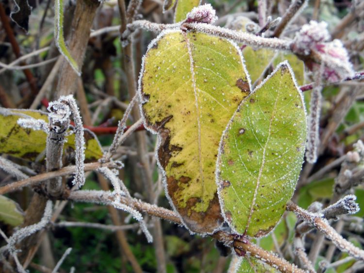 Fonds d'cran Nature Feuilles - Feuillages Feuilles givrées