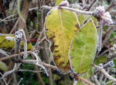  Nature Feuilles givrées