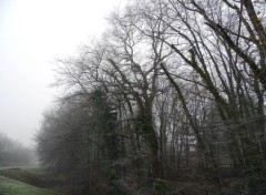  Nature Arbres gels dans la grisaille