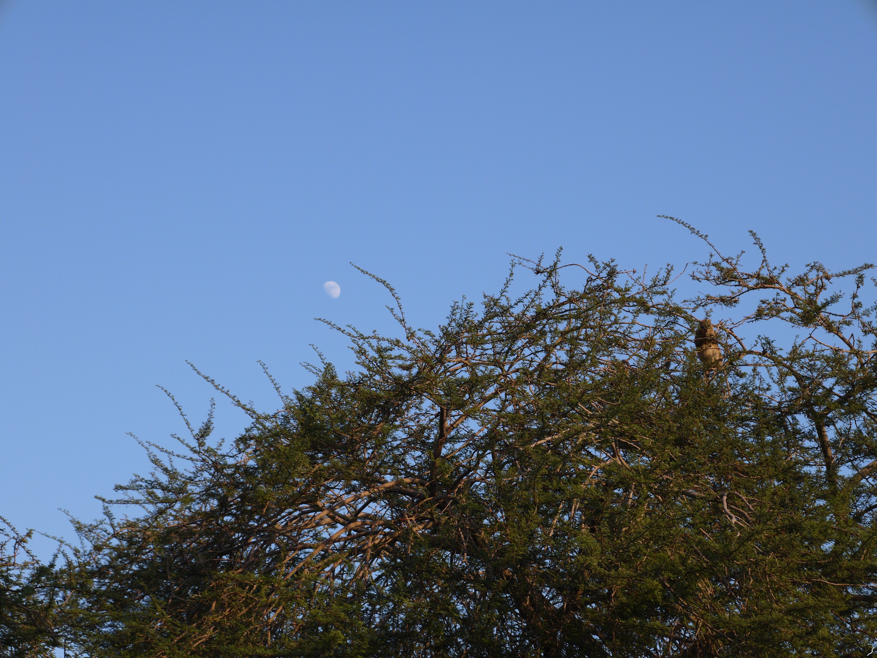 Fonds d'cran Nature Arbres - Forts Hirax and the moon