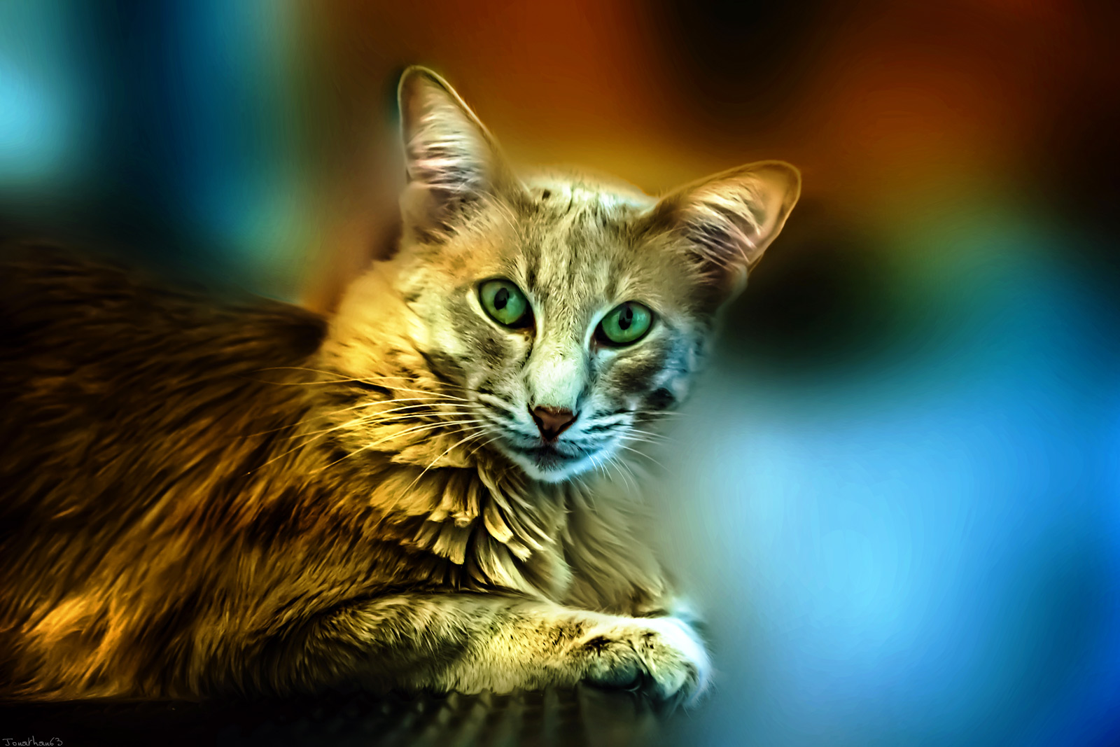 Wallpapers Animals Cats - Kittens 