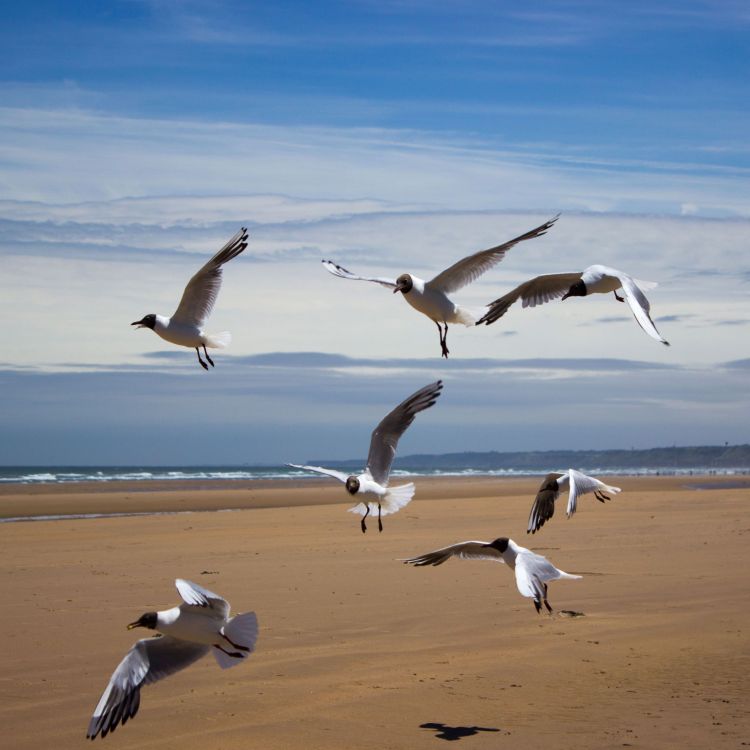 Fonds d'cran Animaux Oiseaux - Mouettes et Golands Wallpaper N396220