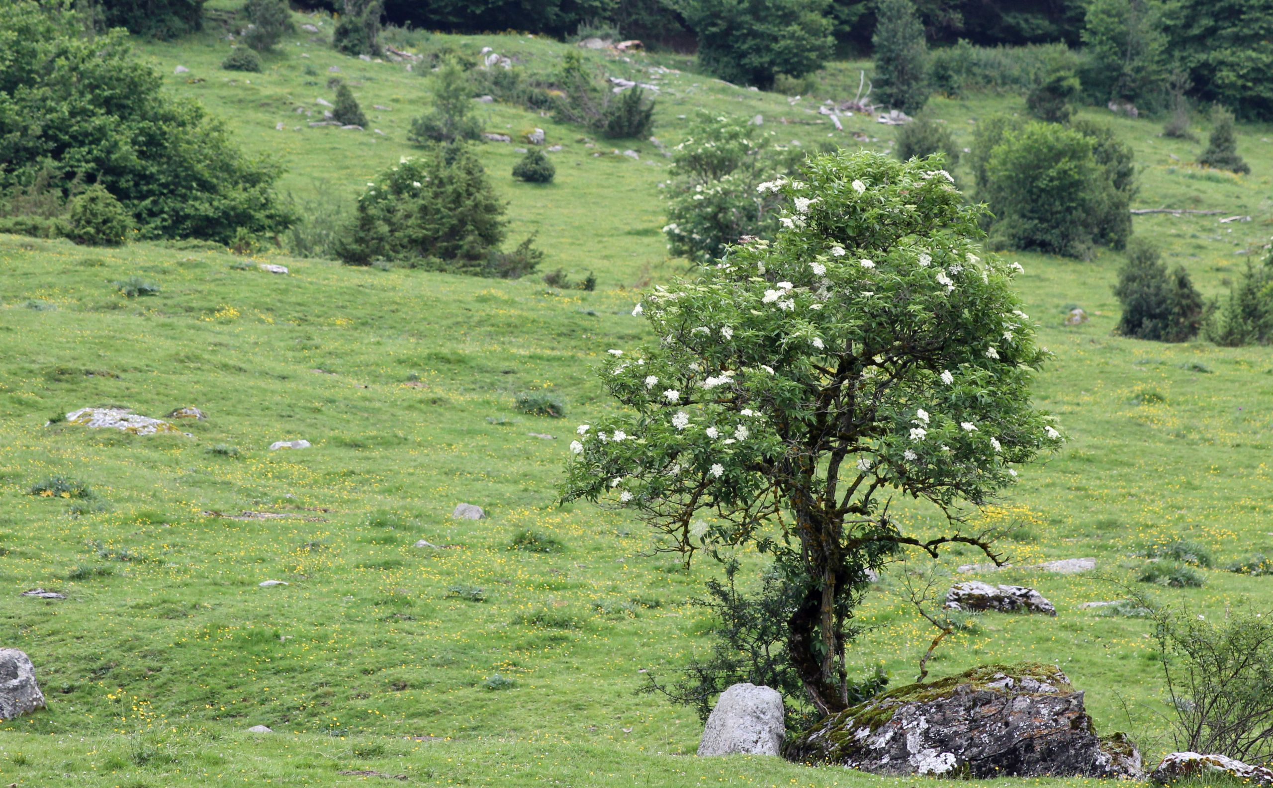 Wallpapers Nature Trees - Forests 