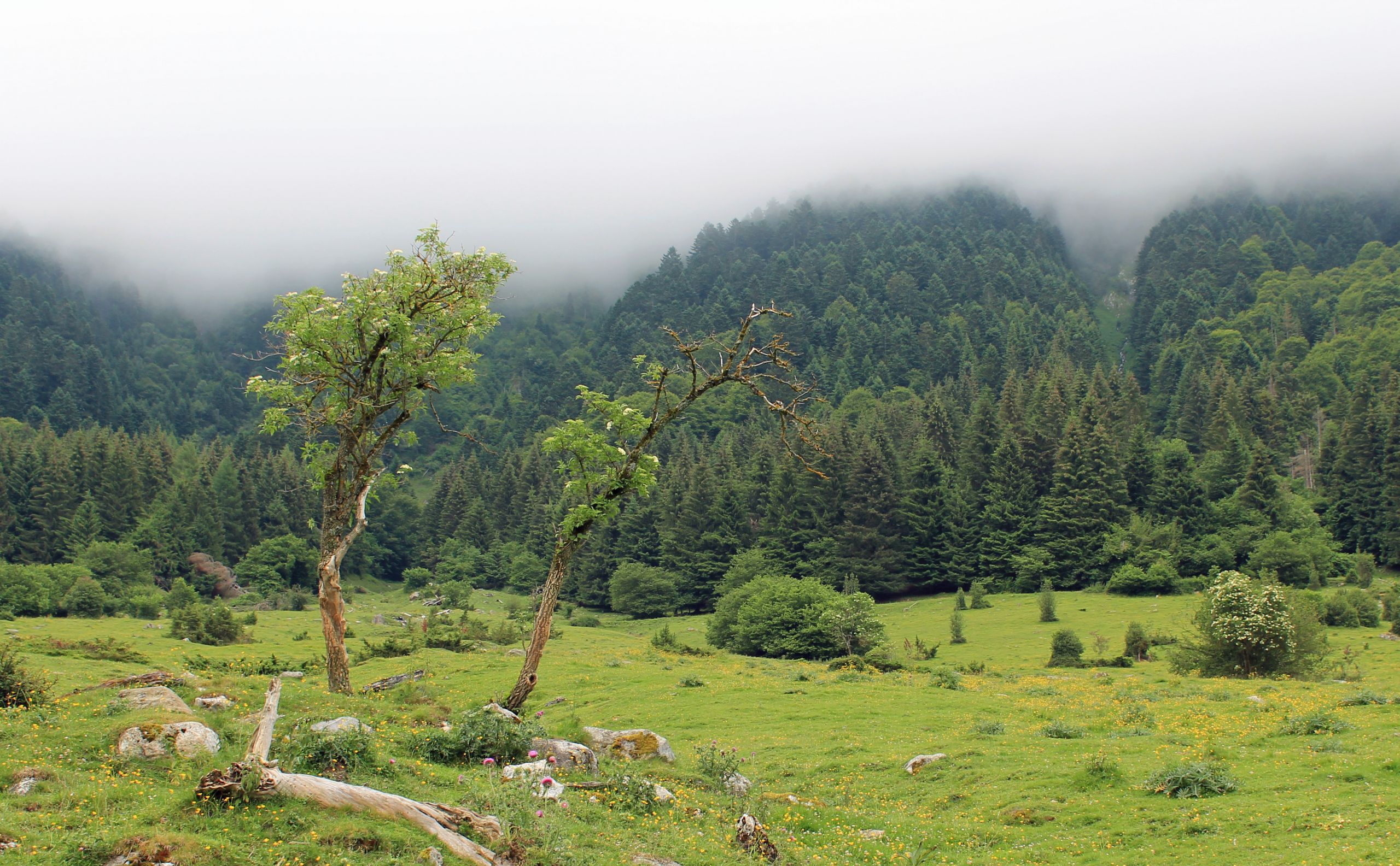 Wallpapers Nature Trees - Forests 