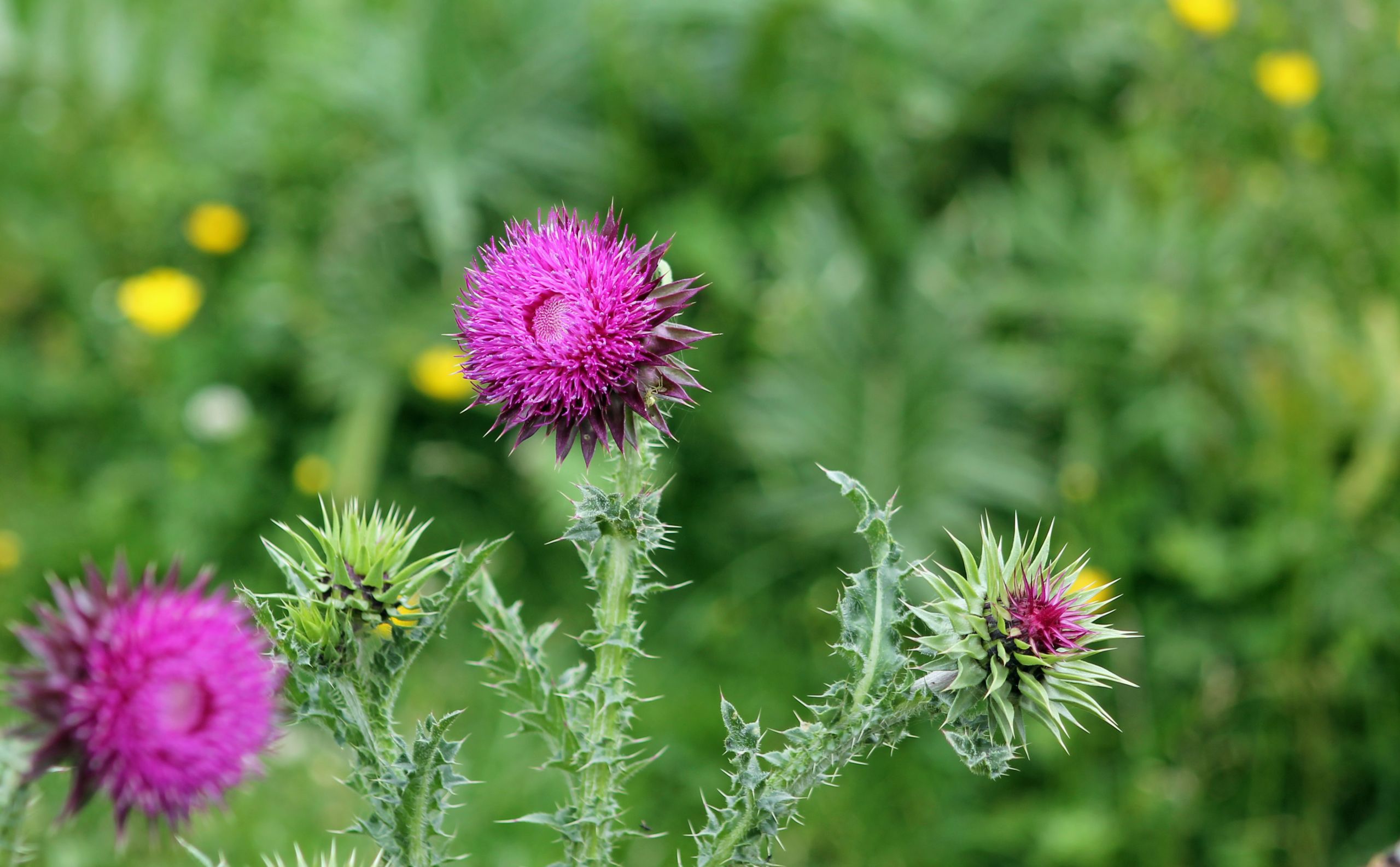 Wallpapers Nature Flowers Chardons